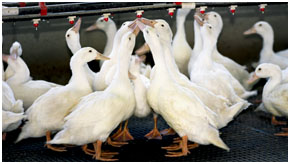 White Pekin Ducks